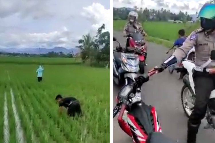 Bikin Ngakak! Pemotor Loncat ke Sawah Pura-pura Garap Sawah, Saat Polisi Lagi Patroli Vaksin