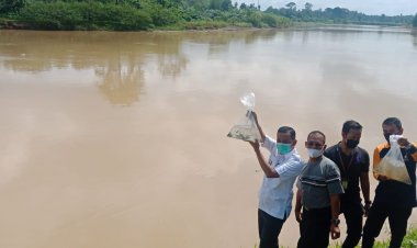 Wabup Apri Sebut 4 Sungai di Bungo Berubah Warnanya Kuning Semua: Akibat Penambangan....