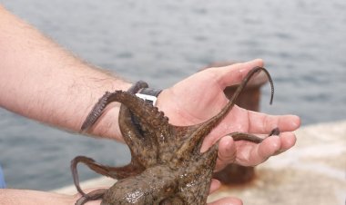 Viral Link Gurita 60 Detik, Apa Sebenarnya?