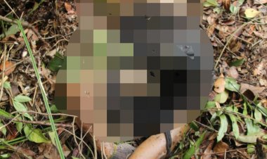 Ngeri!! Harimau Mengganas di Kumpeh Ilir, 1 Orang Tewas Diterkam