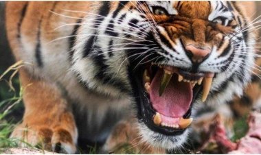 Harimau Kembali Teror Warga Merangin, Belasan Ternak Mati Diterkam di Nalo Gedang