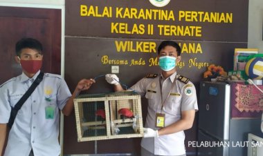 Petugas Karantina Ternate Amankan Burung Dilindungi Tiga Nuri Kasturi dari KM Permata Obi