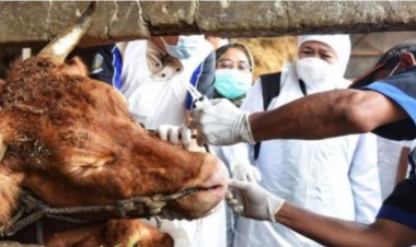 Mentan Syahrul Tegaskan Daging Hewan Kena PMK Bisa Dikonsumsi, Asalkan....