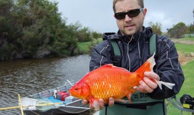 Heboh! Ikan Mas Bikin Resah Kanada, Inggris & Amerika