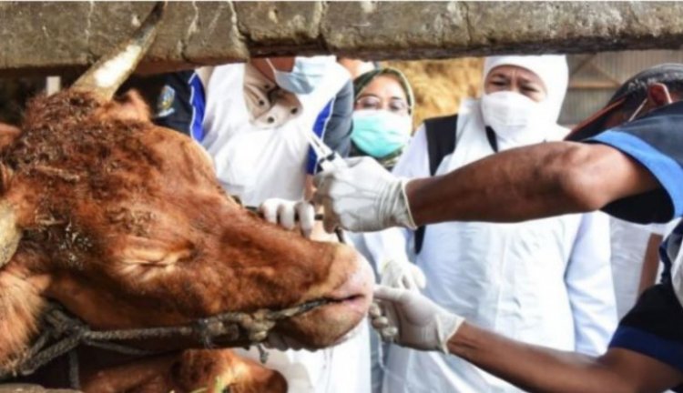 Mentan Syahrul Tegaskan Daging Hewan Kena PMK Bisa Dikonsumsi, Asalkan....