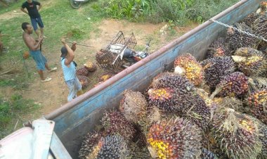 Harga TBS Anjlok ke Rp700, Petani Sawit di Bahar Group Menjerit Bahkan Terancam Kelaparan