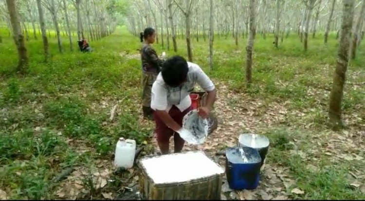 Petani Karet di Mestong Bisa Tersenyum, Harga Sentuh Rp13.500 per Kg