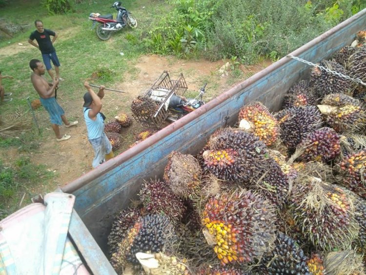 Harga TBS Anjlok ke Rp700, Petani Sawit di Bahar Group Menjerit Bahkan Terancam Kelaparan