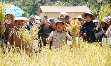 Gubernur Al Haris: Pemprov dan Pemkab Bersinergi Benahi Sistem Pertanian Agar Hasil Meningkat