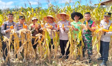 Kapolres Bungo Pimpin Panen Raya Jagung Serentak di Gapura Suci