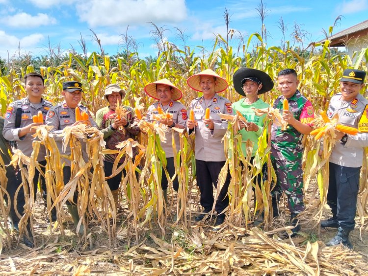 Kapolres Bungo Pimpin Panen Raya Jagung Serentak di Gapura Suci