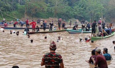 Panen Raya Lubuk Larangan Aurgading, Warga Jujuhan Ilir Raup Ikan hingga 12 Ton