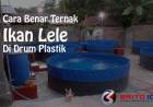 Cara Ternak Ikan Lele Dalam Drum Plastik dan Besi Yang Benar