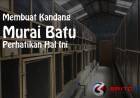 Mau Buat Kandang Ternak Murai Batu? Perhatikan Hal ini Terlebih Dahulu