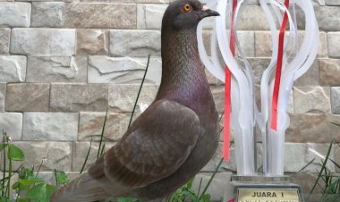 Ini Dia Burung Merpati Warga Bandung Terjual Harga Rp1 Miliar