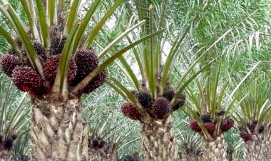 Harga CPO di Jambi Turun Rp229 Perkilo, TBS Pun Nasibnya Begini...