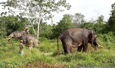 11 Ekor Gajah Liar Sambangi Pemukiman Warga Kampar