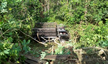 Sopir Mengantuk, Mobil Pickup Bawa Ikan Terjun ke Jurang di KM 42 Bungo
