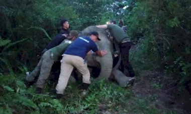 Pantau Gajah, Polda Jambi dan BKSDA Pasang GPS Colar