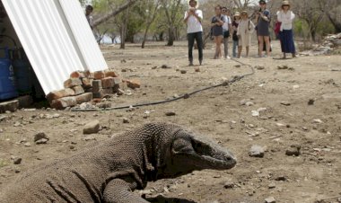 NTT Final Tutup Pulau Komodo Tahun 2020