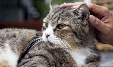 GILA!! Pria Makan Kucing Hidup-Hidup