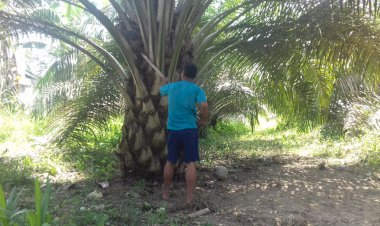 Harga TBS Petani Muarojambi Murah, Pemerintah Kasih Solusi Begini