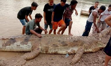 Buaya Raksasa 6 Meter dan Ganas Ditangkap Warga Tebo