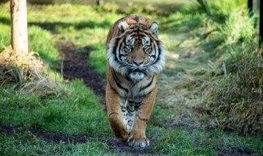 Harimau Teror Warga Muara Siau Merangin