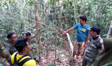 BKSDA Temukan Jejak Harimau di Muara Siau Merangin Ukuran Besar