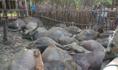 Pengembala dan 21 Ekor Kerbau Tewas Disambar Petir