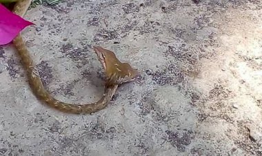 Ular Kepala Dua yang Bikin Heboh di Bali