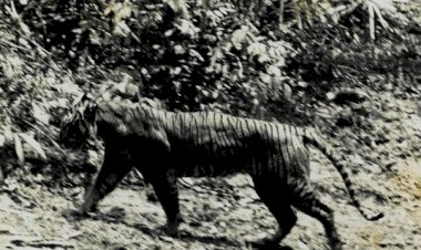 Warga Pacitan Dihebohkan Lihat Sang Loreng yang Dikira Harimau Jawa?