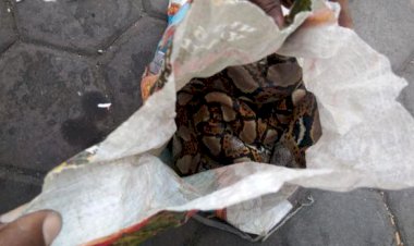 NGERI! Asrama Papua di Surabaya Dilempari Karung Berisi Ular Piton