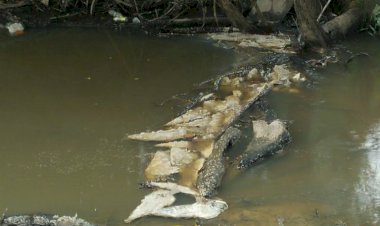 Ribuan Ikan Tapah di Sungai Kandang Mati, Apa Penyebabnya?