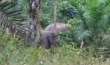 BKSDA Kembalikan Tiga Ekor Gajah Resahkan Warga ke Habitat