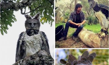 Ngeri Bro! Ini Dia Elang Terbesar di Dunia