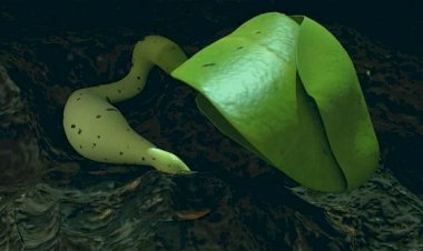 Pakai Robotika Chang'e China Sukses Tumbuhkan Tanaman di Bulan