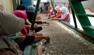 Tidak Organik Lagi, Kopi Gayo Ditolak Pembeli Eropa!