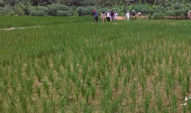 Dampak Kemarau Panjang, Puluhan Hektar Padi Sawah Gagal Panen