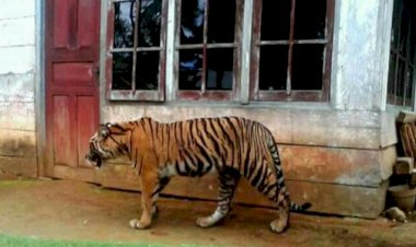 NGERII! Tiga Harimau Berkeliaran di Desa Ibru Mestong Jambi