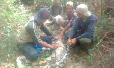 Warga Bungo Heboh Penemuan Ular Phyton 6 Meter di Kebun