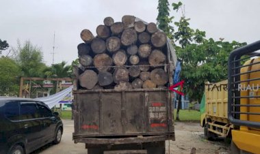 Cukong dan Pembalak Liar Suaka Margasatwa Riau Dibekuk