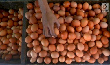 Heboh Kandungan Berbahaya Dioxin di Telur Ayam, Begini Kata Menteri LHK