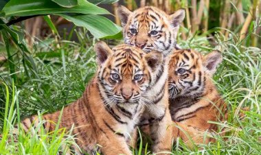 Cemas! Enam Petani Minta Dievakuasi, Mengaku Telah Melihat Tujuh Harimau