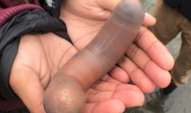 Penampakan Ikan Penis Yang Gegerkan Pantai California