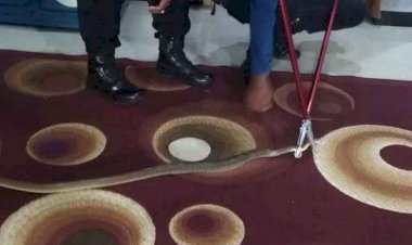 Ngeri! Ular Kobra 1,5 Meter Masuk ke Kamar Tidur Warga di Sampit