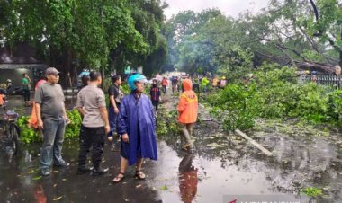 Puting Beliung Hantam Solo, Sejumlah Pohon Tumbang Timpa Mobil