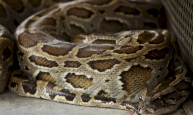 Warga Jambi Diminta Waspadai Satwa Liar Saat Musim Hujan