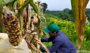 Heboh Ada Jagung 'Pelangi' di Cianjur, Begini Bentuknya