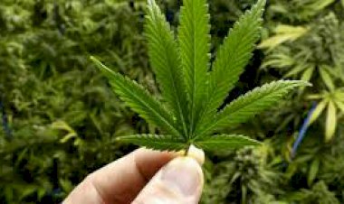 MANTAP! Politikus PKS Ini Usulkan Pemerintah Indonesia Ekspor Ganja